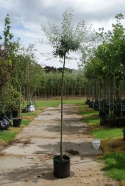 Treursierpeer (Pyrus Salicifolia 'Pendula') 22 Treursierpeer (Pyrus Salicifolia 'Pendula') -Groene Pracht 20120214143823 9