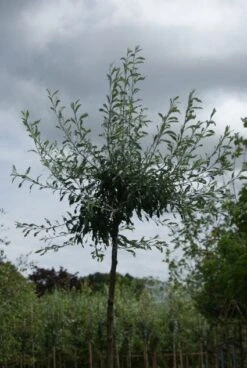 Treursierpeer (Pyrus Salicifolia 'Pendula') 23 Treursierpeer (Pyrus Salicifolia 'Pendula') -Groene Pracht 20120214143843 9