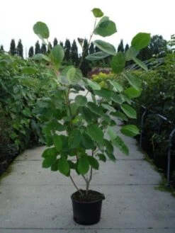 Beverboom (Magnolia Sieboldii) 10 Beverboom (Magnolia Sieboldii) -Groene Pracht 20120214144004 8