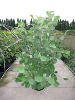 Beverboom (Magnolia Sieboldii) 9 Beverboom (Magnolia Sieboldii) -Groene Pracht 20120214144026 8