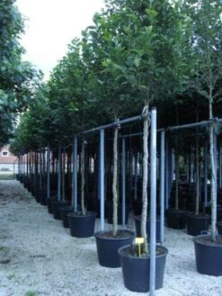 Beverboom (Magnolia Kobus) -Groene Pracht 20120214144339 19