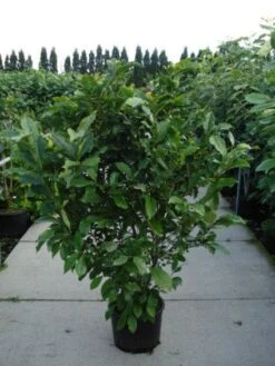 Beverboom, Struik (Magnolia Susan) 19 Beverboom, Struik (Magnolia Susan) -Groene Pracht 20120214144559 10