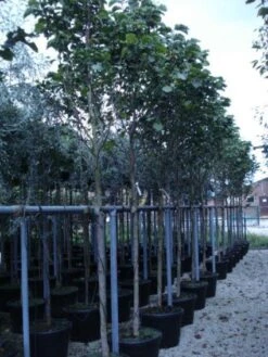 Beverboom (Magnolia 'Galaxy') 7 Beverboom (Magnolia 'Galaxy') -Groene Pracht 20120214144656 7