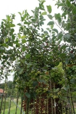 Sierappel (Malus 'Golden Hornet') 8 Sierappel (Malus 'Golden Hornet') -Groene Pracht 20120214155108 12