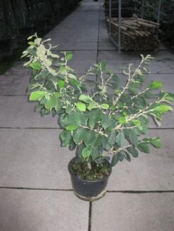 Toverhazelaar (Hamamelis Intermedia 'Arnold Promise') 15 Toverhazelaar (Hamamelis Intermedia 'Arnold Promise') -Groene Pracht 20120217133021 6