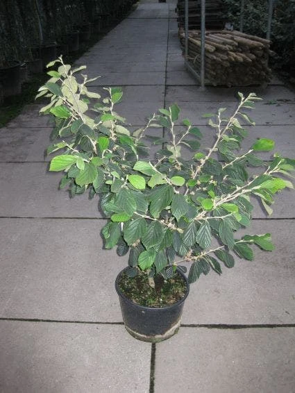 Toverhazelaar (Hamamelis Intermedia 'Arnold Promise') 8 Toverhazelaar (Hamamelis Intermedia 'Arnold Promise') - Afbeelding 7