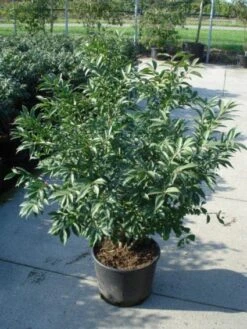 Kardinaalshoed (Euonymus Alatus 'Compactus') -Groene Pracht 20120217135206 12