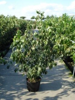 Japanse Kornoelje (Cornus Kousa) 12 Japanse Kornoelje (Cornus Kousa) -Groene Pracht 20120218102230 60 12