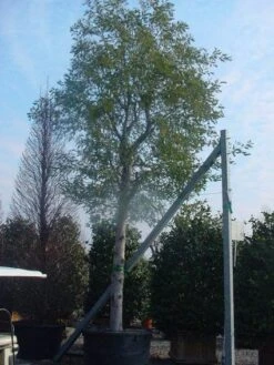 Mimosa Als Boom (Acacia Dealbata) -Groene Pracht 20120219161040 6