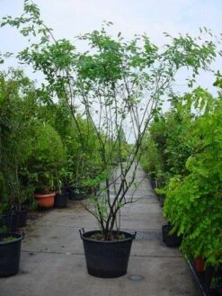 Krentenboom Als Struik (Amelanchier Lamarckii) 16 Krentenboom Als Struik (Amelanchier Lamarckii) -Groene Pracht 20120220100746 13