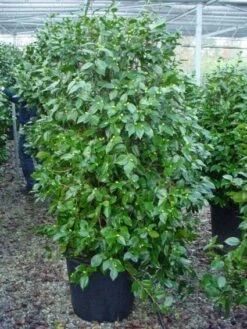 Camelia (Camellia, Rood) 21 Camelia (Camellia, Rood) -Groene Pracht 20120220112609 60 12