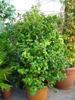 Camelia (Camellia, Wit) 12 Camelia (Camellia, Wit) -Groene Pracht 20120220112651 5