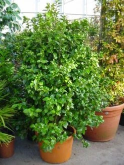 Camelia (Camellia, Rose) 16 Camelia (Camellia, Rose) -Groene Pracht 20120220112744 20 4