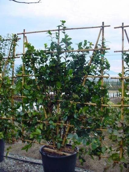 Camelia Als Leivorm (Camellia Japonica) 5 Camelia Als Leivorm (Camellia Japonica) - Afbeelding 3