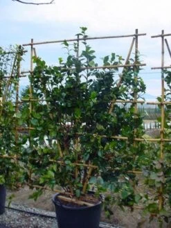 Camelia Als Leivorm (Camellia Japonica) 11 Camelia Als Leivorm (Camellia Japonica) -Groene Pracht 20120220112828 2