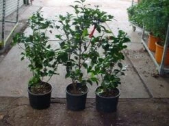 Camelia (Camellia, Rood) 19 Camelia (Camellia, Rood) -Groene Pracht 20120220112914 60 12