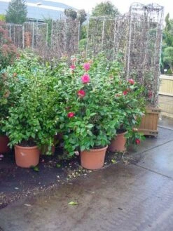 Camelia (Camellia, Rose) 14 Camelia (Camellia, Rose) -Groene Pracht 20120220113125 20 4