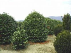 Camelia (Camellia, Rood) 17 Camelia (Camellia, Rood) -Groene Pracht 20120220113515 24 12 12