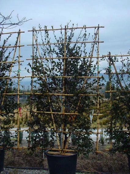 Camelia Als Leivorm (Camellia Japonica) 3 Camelia Als Leivorm (Camellia Japonica)