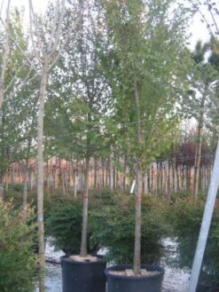 Judasboom (Cercis Siliquastrum) 17 Judasboom (Cercis Siliquastrum) -Groene Pracht 20120220144824 10