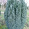 Cypres (Chamaecyparis Lawsoniana 'Ellwoodii') -Groene Pracht 20120220145022 6