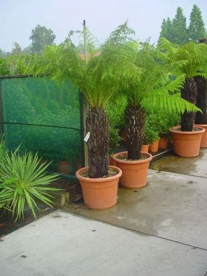 Boomvaren (Dicksonia Antarctica) 3 Boomvaren (Dicksonia Antarctica)