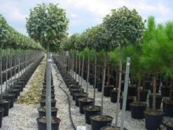 Olijfwilg Als Boom (Elaeagnus Pungens 'Maculata') -Groene Pracht 20120220160404 8