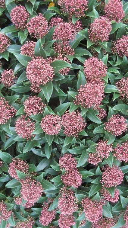Skimmia (Skimmia Japonica 'Rubella') 3 Skimmia (Skimmia Japonica 'Rubella')