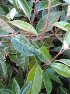 Olijfwilg Als Leivorm (Elaeagnus Ebbingei) -Groene Pracht 20120225093026 2 1