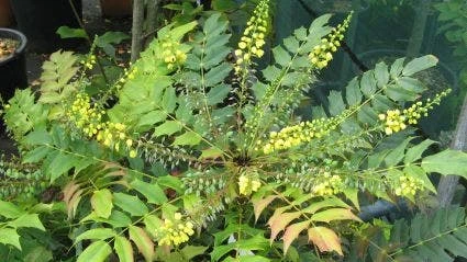 Mahoniestruik (Mahonia Media 'Winter Sun') 7 Mahoniestruik (Mahonia Media 'Winter Sun') - Afbeelding 5