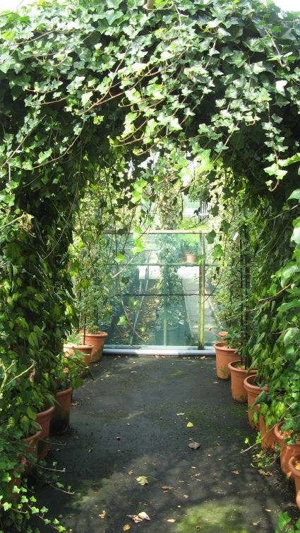 Klimop In Boogvorm (Hedera Hibernica) 4 Klimop In Boogvorm (Hedera Hibernica) - Afbeelding 2