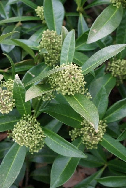 Skimmia (Skimmia Confusa 'Kew Green') 4 Skimmia (Skimmia Confusa 'Kew Green') - Afbeelding 2