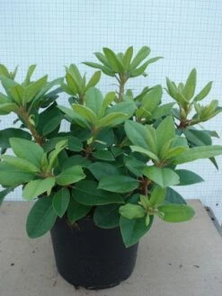 Rhododendron (Rhododendron Catawbiense 'Boursault') 16 Rhododendron (Rhododendron Catawbiense 'Boursault') -Groene Pracht 20120305135536 2