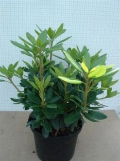 Rhododendron (Rhododendron Catawbiense 'Grandiflorum') -Groene Pracht 20120305135657 13