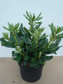 Rhododendron (Rhododendron 'Nova Zembla') 14 Rhododendron (Rhododendron 'Nova Zembla') -Groene Pracht 20120305140253 7