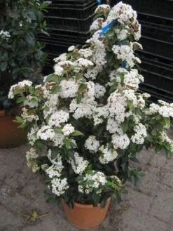 Groenblijvende Sneeuwbal (Viburnum Tinus 'Eve Price') 18 Groenblijvende Sneeuwbal (Viburnum Tinus 'Eve Price') -Groene Pracht 20120821145045 50 10