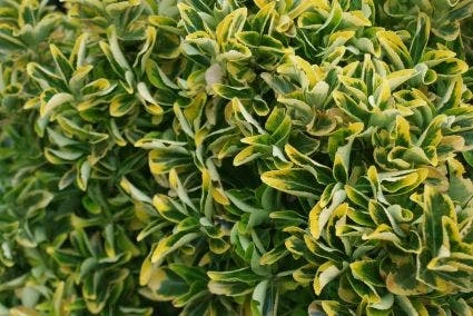 Kardinaalshoed Als Meeneemhaag (Euonymus Japonicus 'Aureus) 4 Kardinaalshoed Als Meeneemhaag (Euonymus Japonicus 'Aureus) - Afbeelding 2