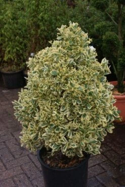 Kardinaalshoed Als Pyramide (Euonymus Japonicus 'Bravo') -Groene Pracht 20121003163723 3
