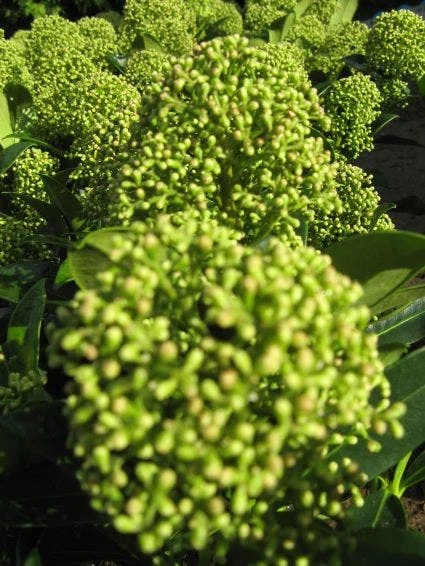 Skimmia (Skimmia Japonica 'Fragrant Cloud') 4 Skimmia (Skimmia Japonica 'Fragrant Cloud') - Afbeelding 2