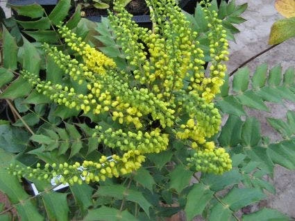 Mahoniestruik (Mahonia Media 'Charity') 3 Mahoniestruik (Mahonia Media 'Charity')
