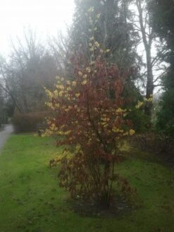 Toverhazelaar (Hamamelis Intermedia 'Arnold Promise') 16 Toverhazelaar (Hamamelis Intermedia 'Arnold Promise') -Groene Pracht 20130113135921 6