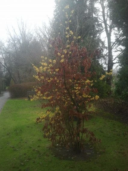 Toverhazelaar (Hamamelis Intermedia 'Arnold Promise') 9 Toverhazelaar (Hamamelis Intermedia 'Arnold Promise') - Afbeelding 8