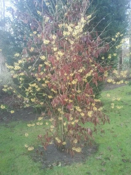 Toverhazelaar (Hamamelis Mollis) 6 Toverhazelaar (Hamamelis Mollis) - Afbeelding 4