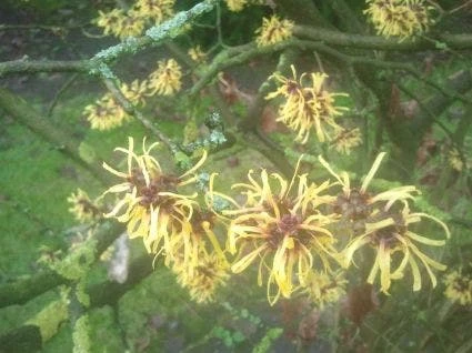 Toverhazelaar (Hamamelis Mollis 'Pallida') 9 Toverhazelaar (Hamamelis Mollis 'Pallida') - Afbeelding 7