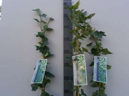 Klimop In Boogvorm (Hedera Hibernica) 5 Klimop In Boogvorm (Hedera Hibernica) - Afbeelding 3