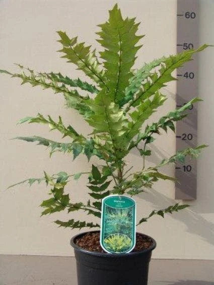 Mahoniestruik (Mahonia Media 'Charity') 4 Mahoniestruik (Mahonia Media 'Charity') - Afbeelding 2