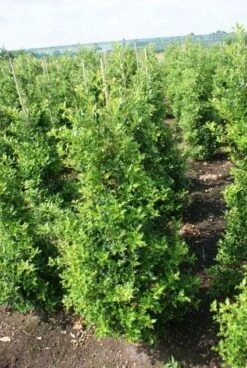 Hulst (Ilex Aquifolium 'Silver Queen') -Groene Pracht 20130121124351 11 1