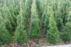 Hulst (Ilex Aquifolium 'Silver Queen')