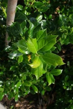 Hulst (Ilex Aquifolium J.C. Van Tol) -Groene Pracht 20130121125215 11 1