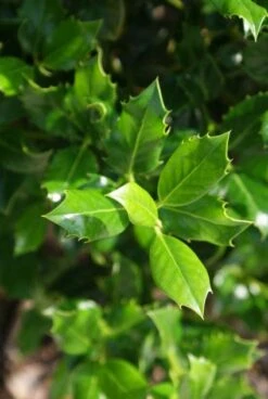 Hulst (Ilex Aquifolium J.C. Van Tol) -Groene Pracht 20130121125258 11 1